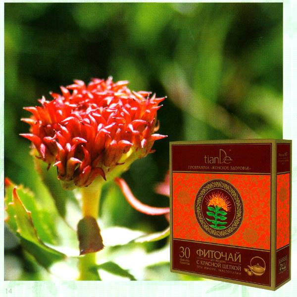 Herbal tea with golden root and Chinese angelica for women - Image 2